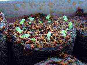 we grow petunia from seeds in peat tablets