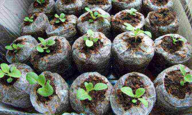 we grow petunia from seeds in peat tablets
