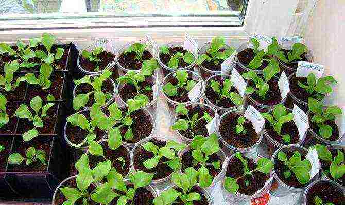 we grow petunia from seeds in peat tablets