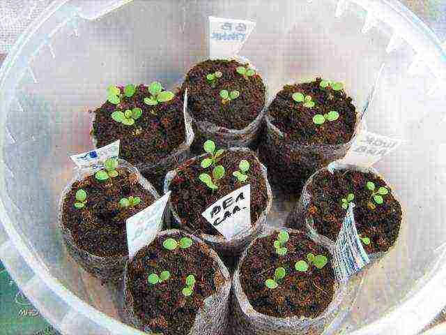 we grow petunia from seeds in peat tablets