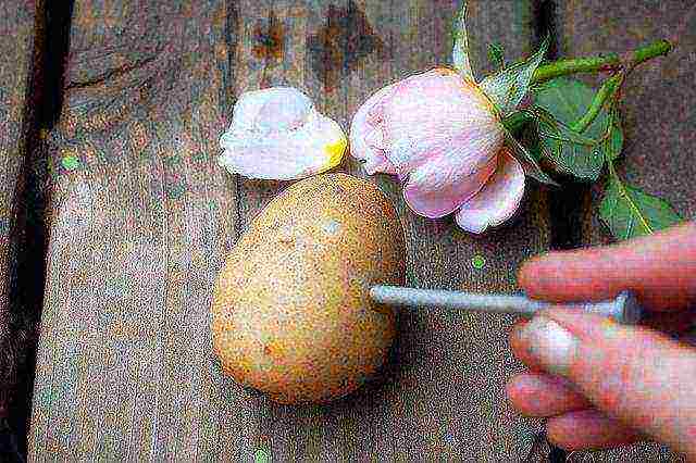 we grow roses in potatoes from a donated bouquet