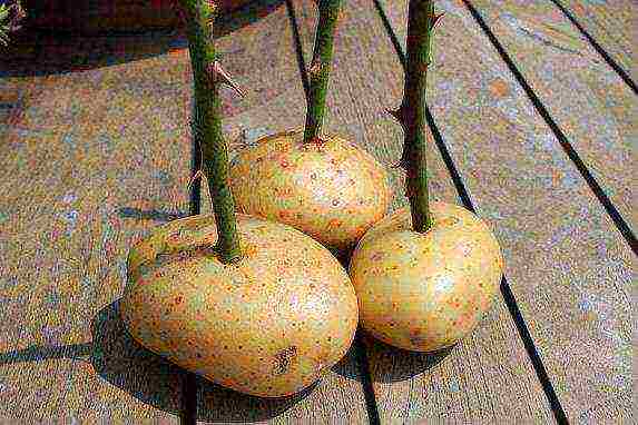 we grow roses in potatoes from a donated bouquet