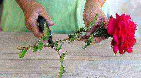 we grow roses in potatoes from a donated bouquet