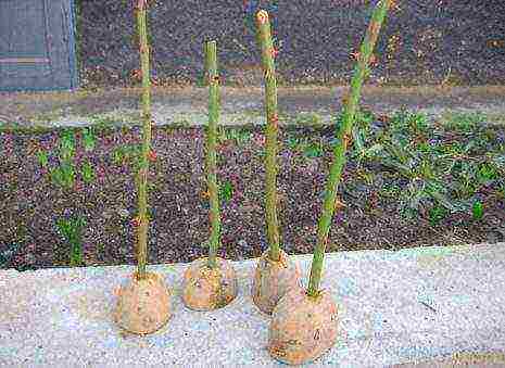 we grow roses in potatoes from a donated bouquet