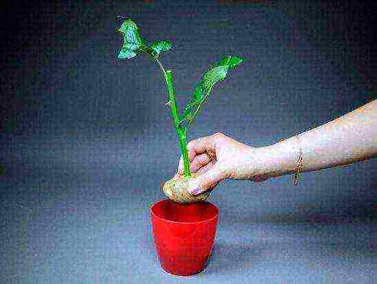 we grow roses in potatoes from a donated bouquet