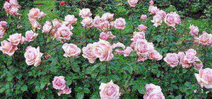 we grow roses in potatoes from a donated bouquet