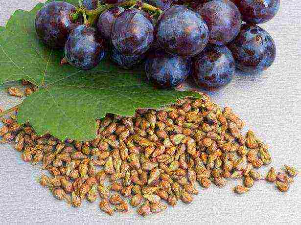 we grow grapes from seed at home