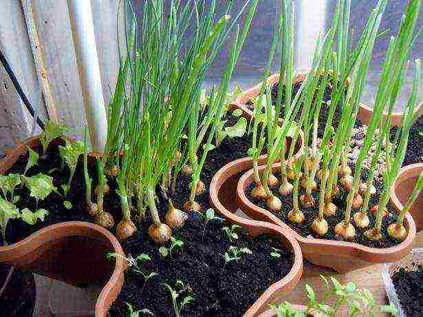 uzgajajte zeleni luk kod kuće u velikim količinama