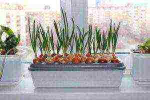 grow green onions at home in large quantities