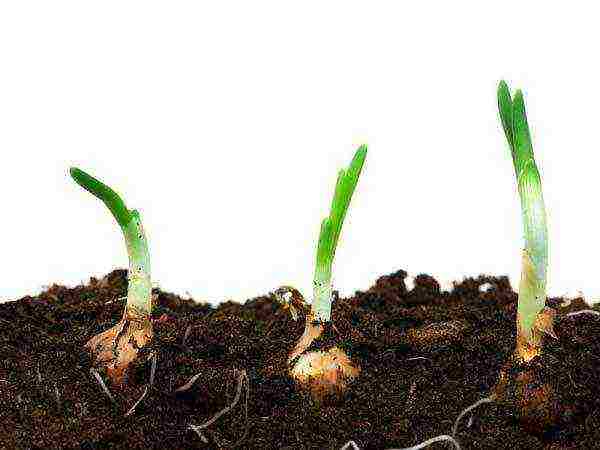 grow green onions at home in large quantities
