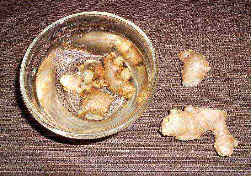 grow ginger at home