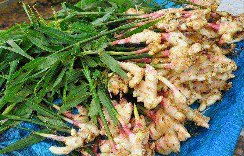 grow ginger at home