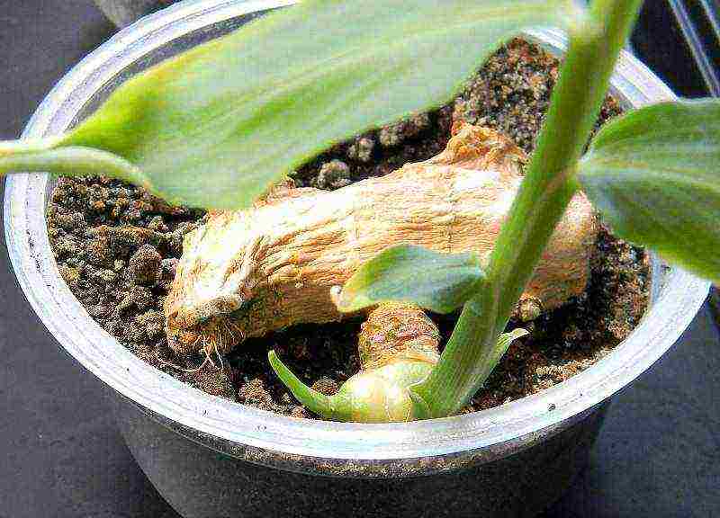 grow ginger at home