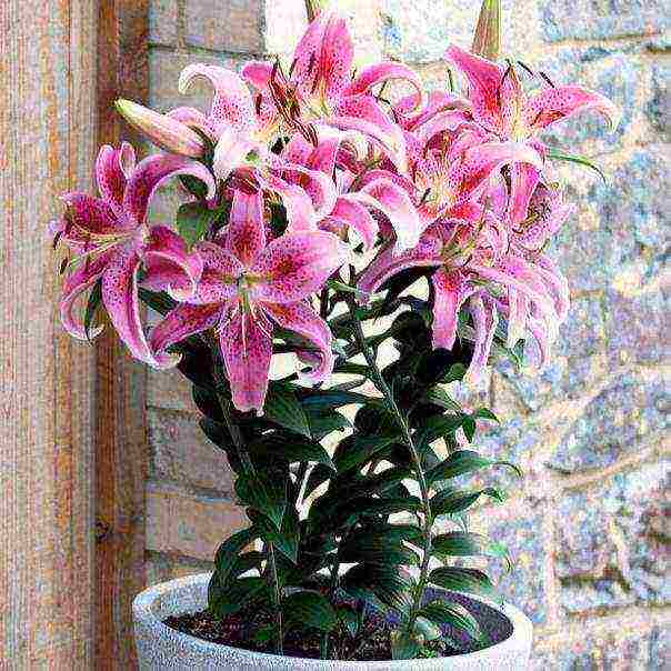 grow lilies at home