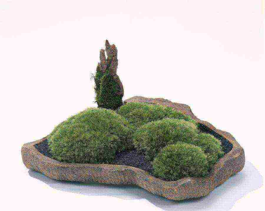 grow moss at home