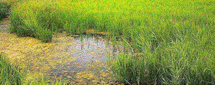 magtanim ng palay sa bahay