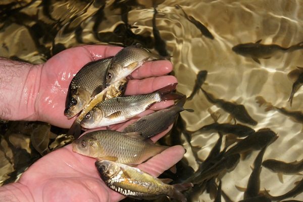 magpalaki ng isda sa bahay