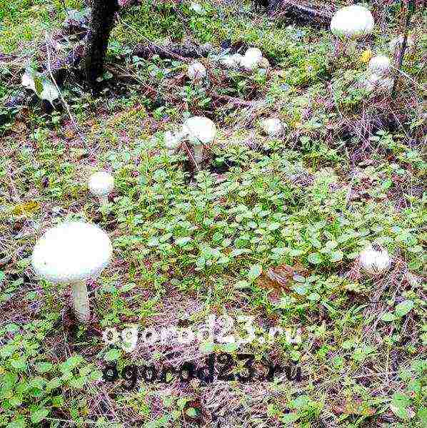 grow mushrooms at home
