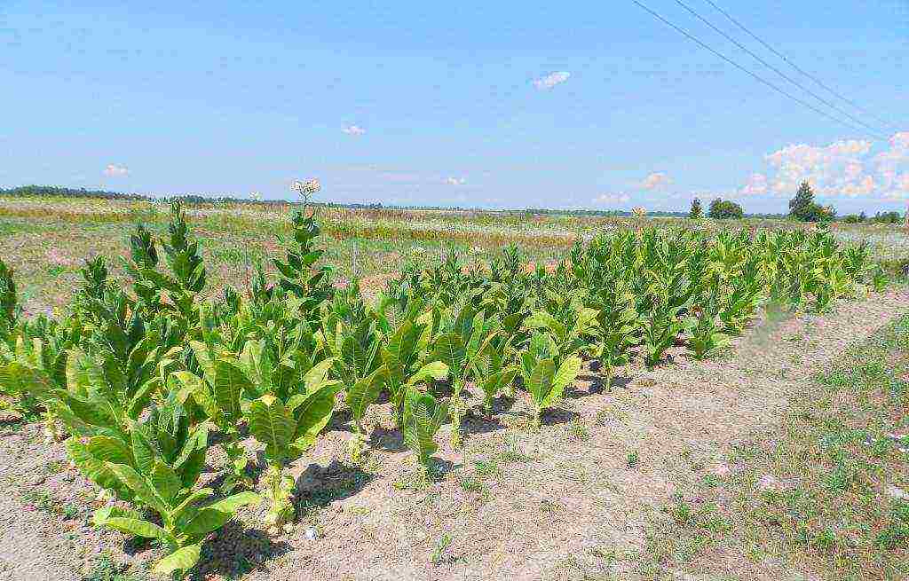 grow tobacco at home