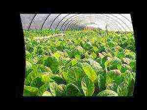 grow tobacco at home