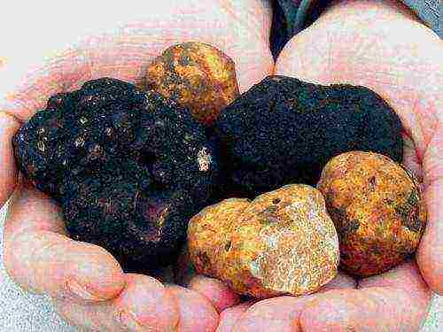 grow truffles at home