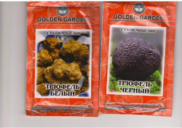 grow truffles at home