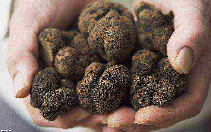 grow truffles at home