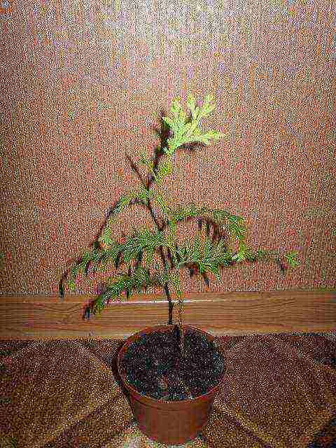 grow thuja at home