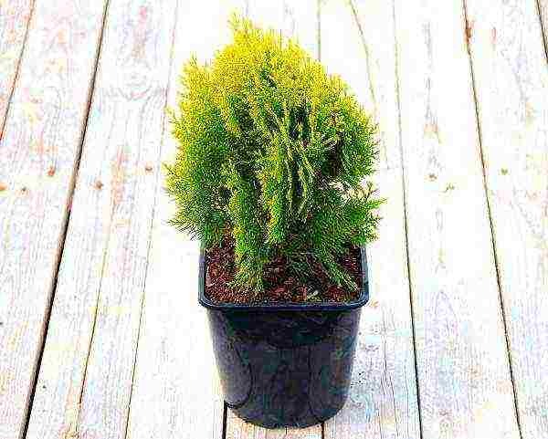 grow thuja at home