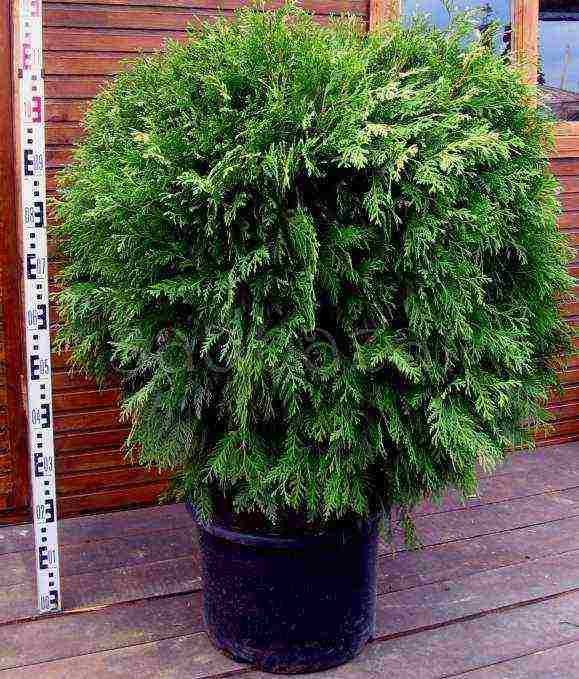 grow thuja at home