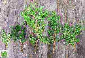 grow thuja at home