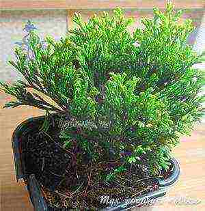 grow thuja at home