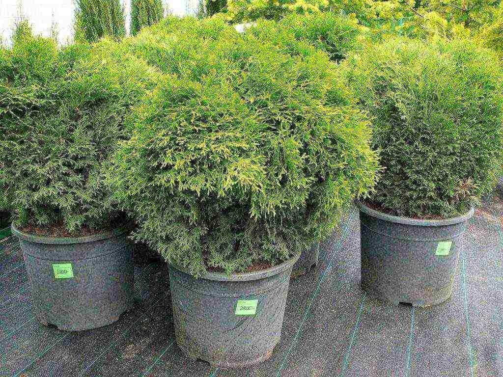 grow thuja at home