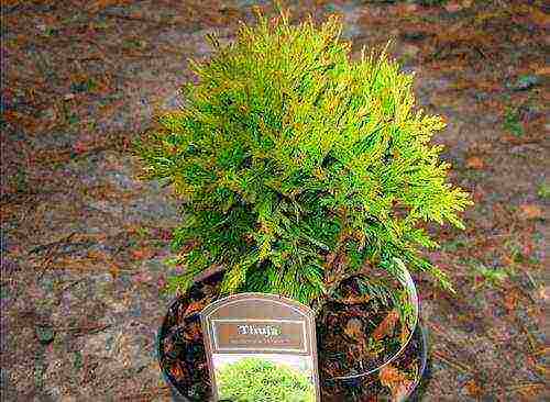 grow thuja at home