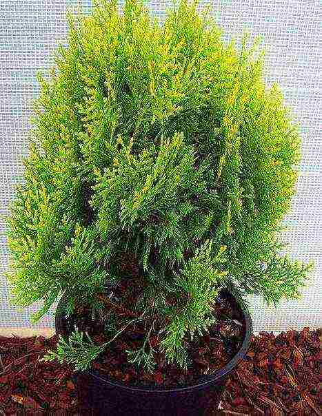 grow thuja at home