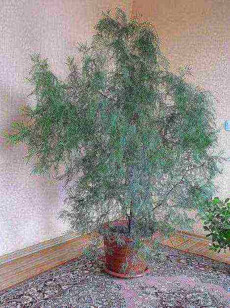 grow thuja at home