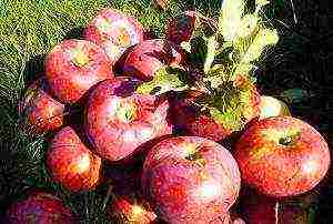 apple trees late varieties good keeping quality