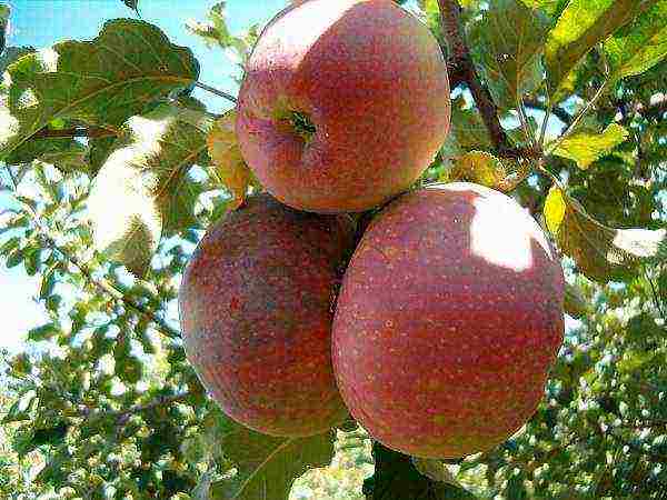 apple trees late varieties good keeping quality