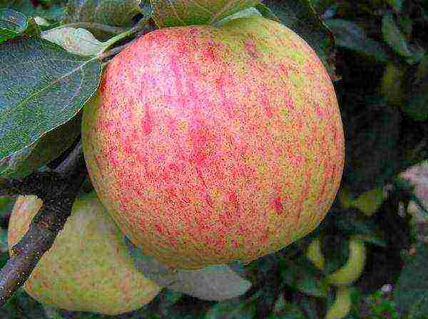 apple trees in the suburbs the best varieties