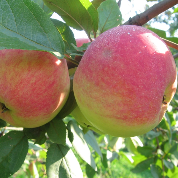 apple trees in the suburbs the best varieties