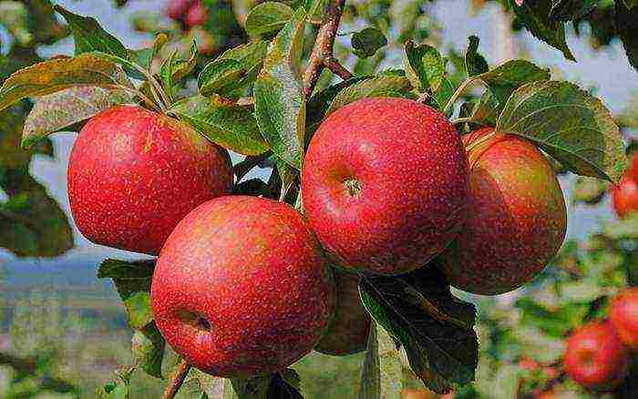 apple trees in the suburbs the best varieties