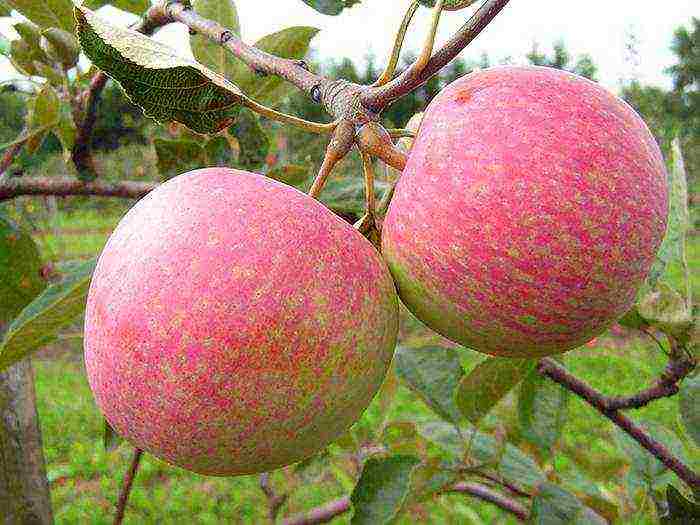 apple trees in the suburbs the best varieties