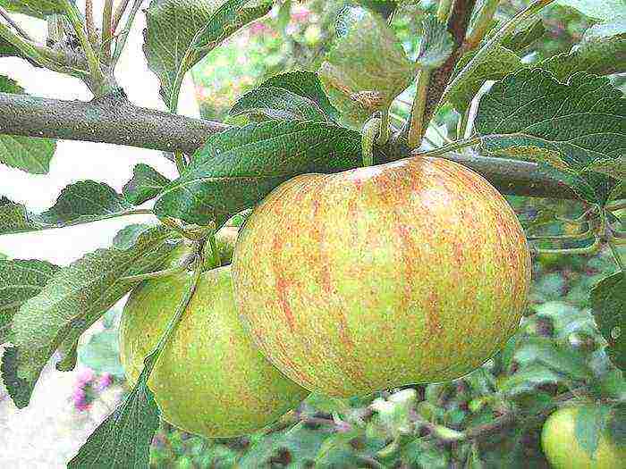 apple trees in the suburbs the best varieties