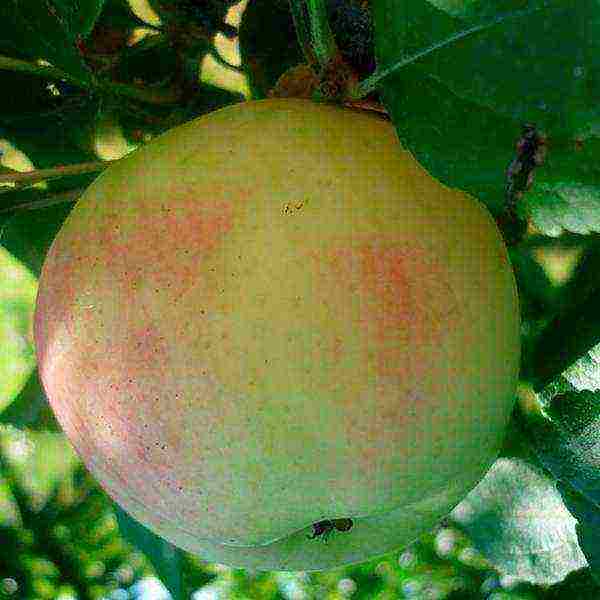 apple trees in the suburbs the best varieties