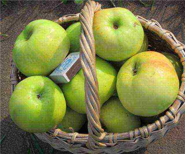 apple trees in the suburbs the best varieties