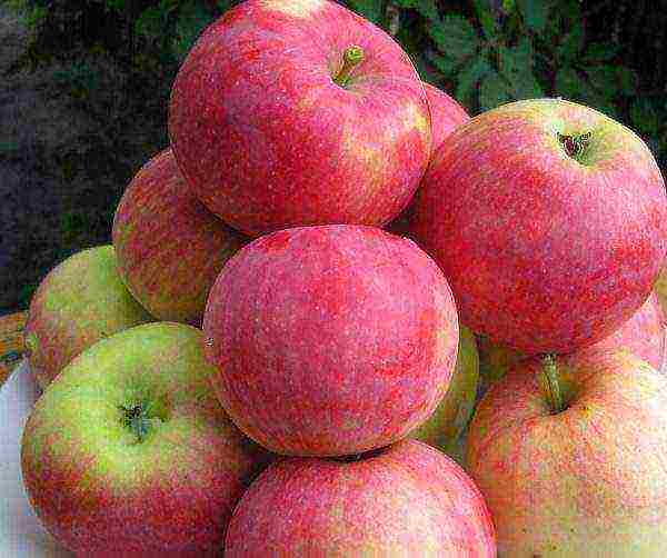 apple trees in the suburbs the best varieties