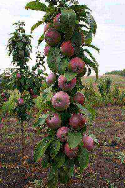 apple trees in the suburbs the best varieties