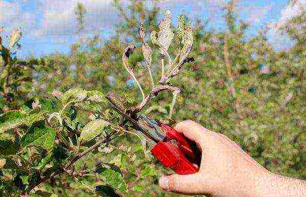 apple tree bogatyr planting and care in the open field