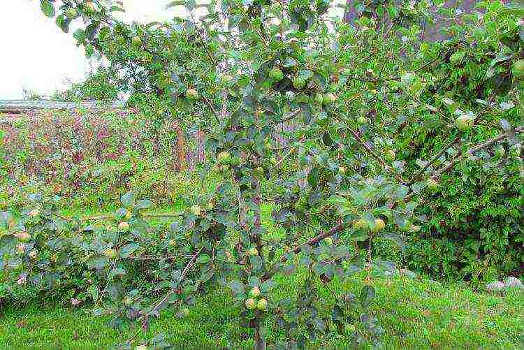 apple tree bogatyr planting and care in the open field