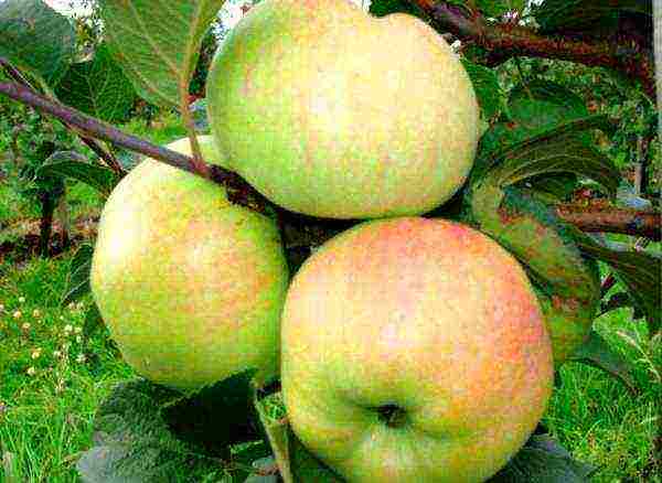 apple tree bogatyr planting and care in the open field